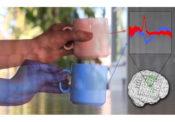 Der präzise Griff (blaue Tasse und Kurve) geht auf der Hirnoberfläche im für Bewegungen zuständigen Bereich (grün) mit einem Signal einher, das sich deutlich von dem eines groben Griffs (rot) unterscheidet.
Bild: BCF/Uni Freiburg