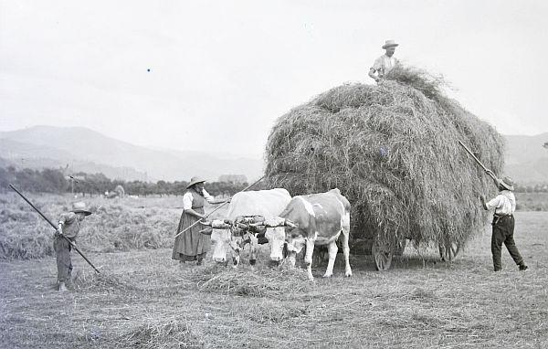 Bis Sommer 2025: Ausstellung „Fotohaus Busam“in Oberkirch verlängert.
Heuernte bei Oberkirch.

Foto: Stadtarchiv Oberkirch - Fotohaus Busam