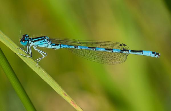 Die Helm-Azurjungfer ist eine seltene Libellenart, die von den anstehenden Pflegemaßnahmen im Naturschutzgebiet Freiburger Rieselfeld profitiert. 

Foto: Holger Hunger
