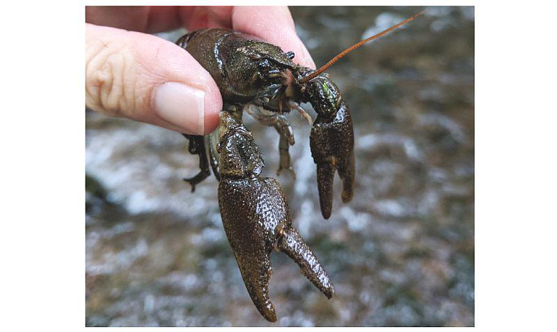 Krebspest in der Brugga bei Kirchzarten breitet sich aus.
Der Dohlenkrebs in der Brugga ist bedroht. 

Foto: Regierungspräsidium Freiburg - C. Chucholl/Fischereiforschungsstelle