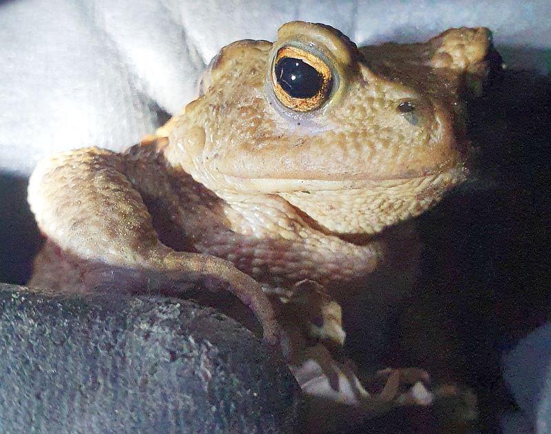 Hilfe für Amphibien in Lahr.
Erdkröte, die von Helfern gefunden wurde.

Foto: Stadt Lahr