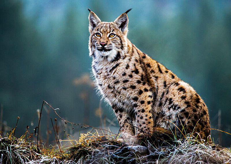 Illegale Tötung ist größte Bedrohung für Luchse.
Fällt oft der illegalen Tötung zum Opfer: Der Eurasische Luchs in Europa. 

Foto: Albert-Ludwigs-Universität Freiburg - Thomas Hulik/stock.adobe.com