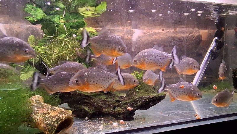 Kleine Sensation in Freiburg: Seltene Piranha-Nachzucht auf dem Mundenhof.

Foto: Stadt Freiburg - Verein der Aquarienfreunde