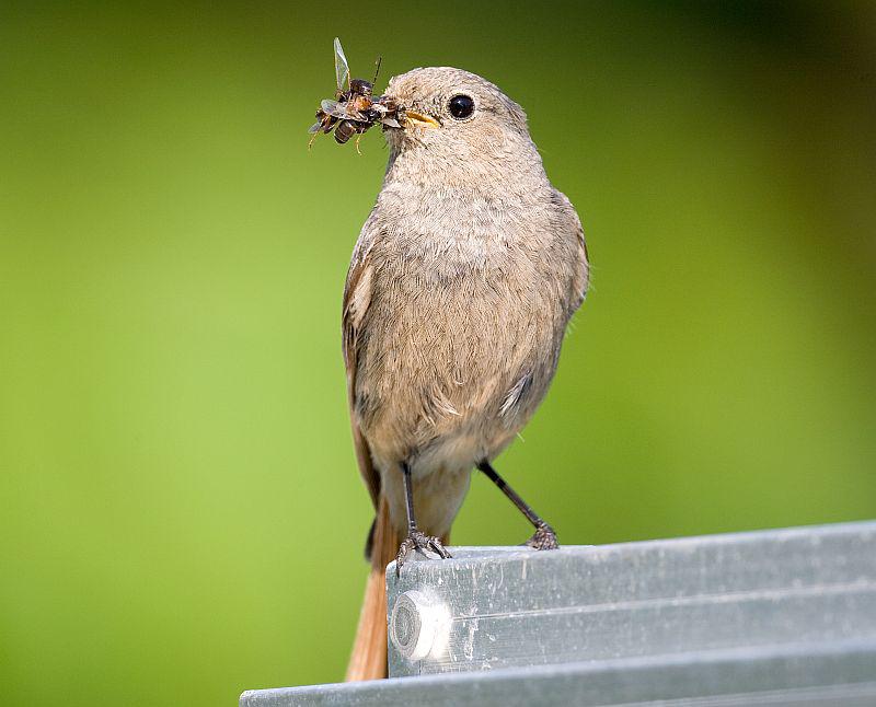 Naturschutzbund: Erste Zugvögel kehren in die Regio zurück.
Hausrotschwanz (Bild) gesehen?

Foto: Naturschutzbund Deutschland - Frank Derer