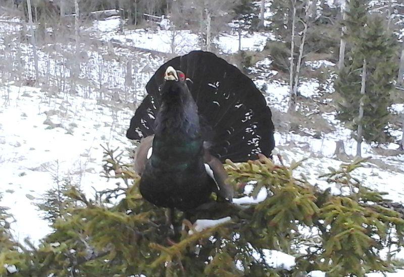 Im Gebiet um Rohrhardsberg im Landkreis Emmendingen kommt es aus Gründen des Artenschutzes im April 2025 zu Wegsperrungen.
Wenn der Auerhahn zu oft vor Menschen im Wald flüchtet, verbraucht er zu viel Energie und verhungert. 

Foto: Landratsamt Emmendingen - Forst BW
