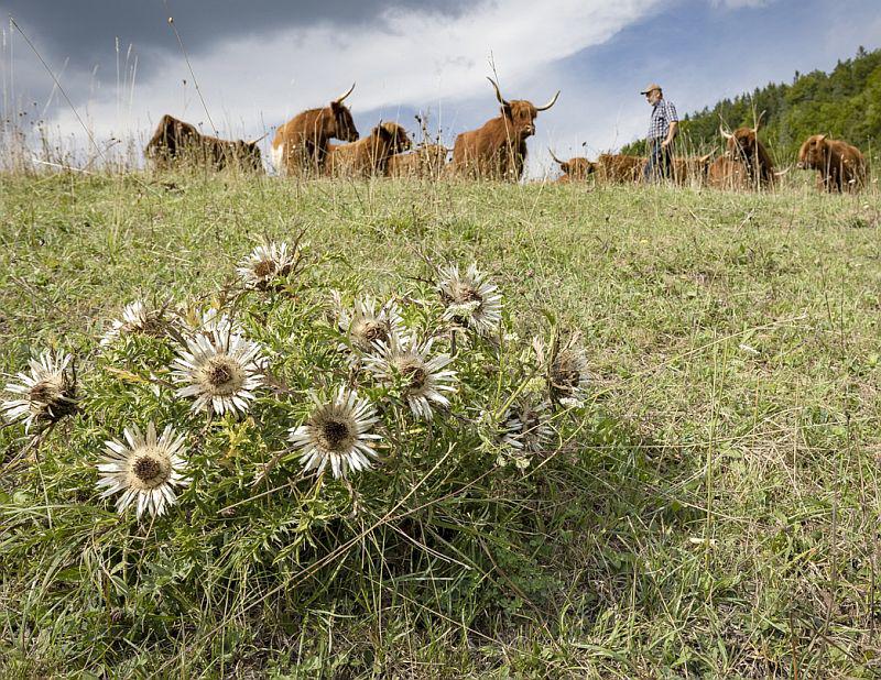 Wettbewerb „Höfe für biologische Vielfalt“ geht in zweite Runde.
Landwirtschaft und Artenschutz im Einklang: Die Familie Mess (Preisträgerin im Höfewettbewerb 2022) bewirtschaftet in Blumberg-Aselfingen eine artenreiche Magerweide mit Hochlandrindern. 

Foto: Regierungspräsidium Freiburg - Sebastian Schröder-Esch